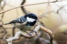 Tannenmeise (Periparus ater, Syn.: Parus ater)