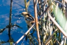 Junge Bartmeise (Panurus biarmicus)