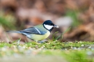 Kohlmeise (Parus major)