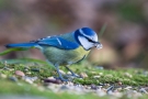 Blaumeise (Cyanistes caeruleus, Syn.: Parus caeruleus)