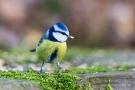 Blaumeise (Cyanistes caeruleus, Syn.: Parus caeruleus)