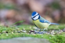 Blaumeise (Cyanistes caeruleus, Syn.: Parus caeruleus)