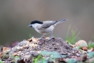 Sumpfmeise (Poecile palustris)