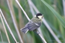 Kohlmeise (Parus major)