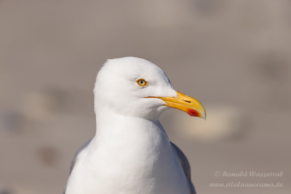 Möwe auf der Düneninsel