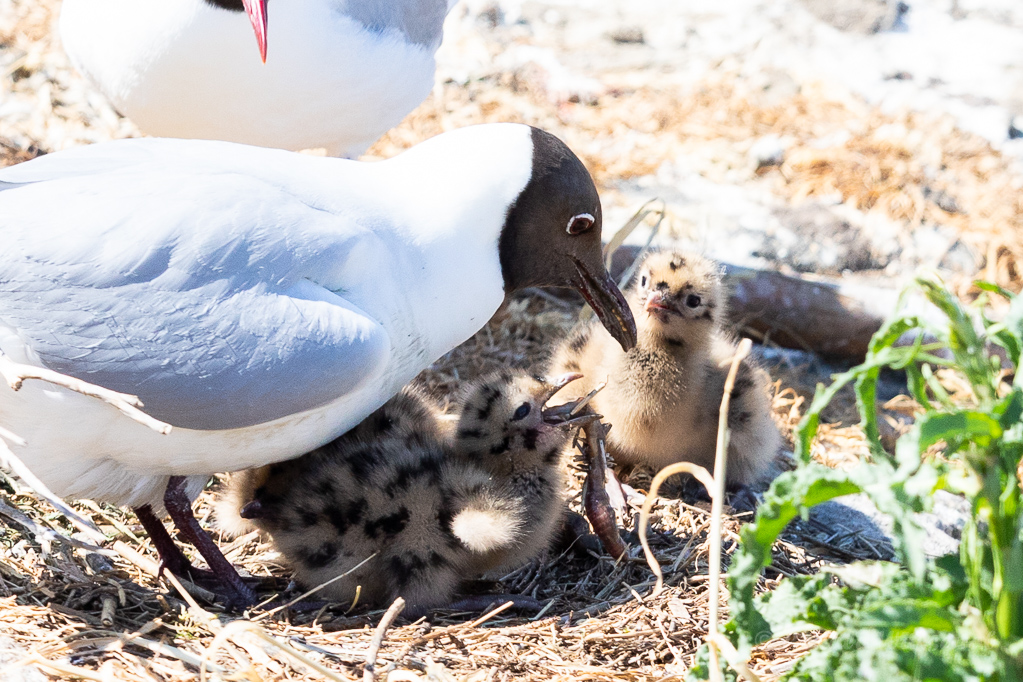 Fütterung der Lachmöwen-Küken (Chroicocephalus ridibundus, Syn.: Larus ridibundus)
