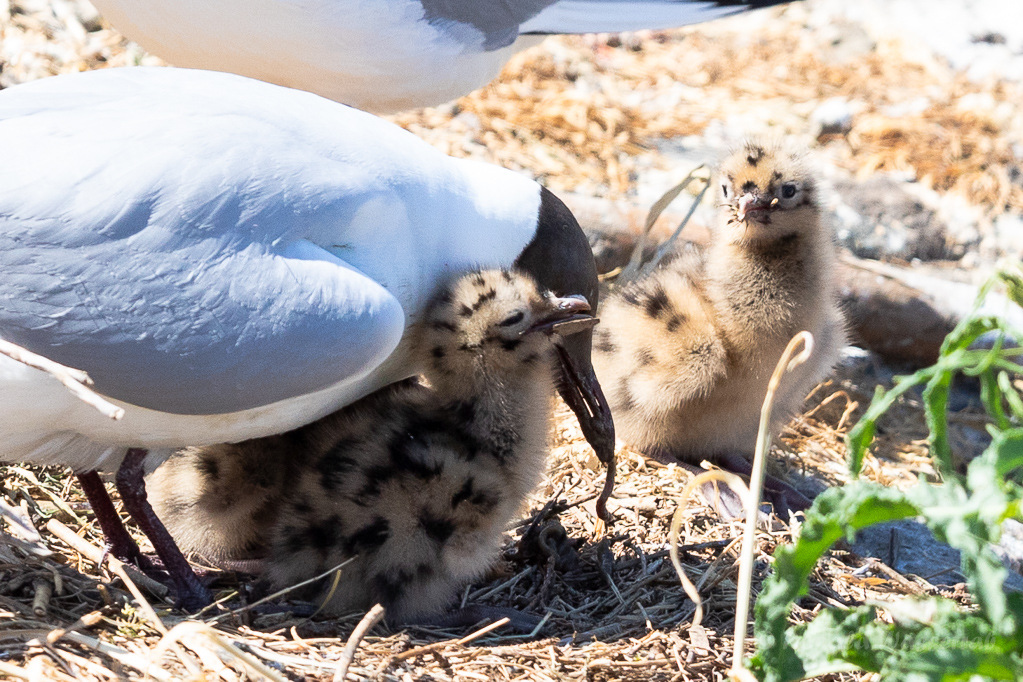 Fütterung der Lachmöwen-Küken (Chroicocephalus ridibundus, Syn.: Larus ridibundus)