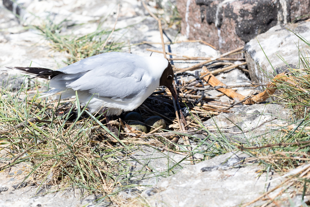 Lachmöwen-Nest (Chroicocephalus ridibundus, Syn.: Larus ridibundus)