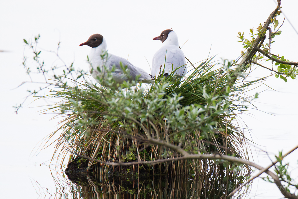 Lachmöwen (Chroicocephalus ridibundus) im Nest