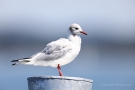 Lachmöwe (Chroicocephalus ridibundus) in Moos