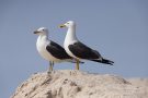 Möwen zwischen Nord- und Südstrand der Düneninsel