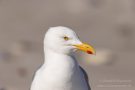 Möwe auf der Düneninsel