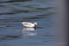 Lachmöwe (Chroicocephalus ridibundus) mit Beutefisch