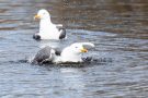 Heringsmöwen im Golfteich Helgoland