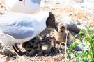 Fütterung der Lachmöwen-Küken (Chroicocephalus ridibundus, Syn.: Larus ridibundus)