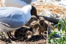 Fütterung der Lachmöwen-Küken (Chroicocephalus ridibundus, Syn.: Larus ridibundus)
