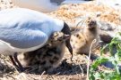 Fütterung der Lachmöwen-Küken (Chroicocephalus ridibundus, Syn.: Larus ridibundus)