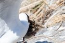 Angriff auf Lachmöwen-Küken (Chroicocephalus ridibundus, Syn.: Larus ridibundus)