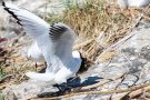 Angriff auf Lachmöwen-Küken (Chroicocephalus ridibundus, Syn.: Larus ridibundus)