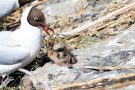 Angriff auf Lachmöwen-Küken (Chroicocephalus ridibundus, Syn.: Larus ridibundus)