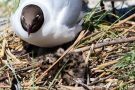 Angriff auf Lachmöwen-Küken (Chroicocephalus ridibundus, Syn.: Larus ridibundus)