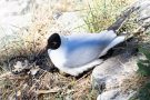 Lachmöwen-Nest (Chroicocephalus ridibundus, Syn.: Larus ridibundus)