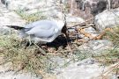 Lachmöwen-Nest (Chroicocephalus ridibundus, Syn.: Larus ridibundus)