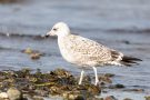 Silbermöwe (Larus argentatus) am Bottsand