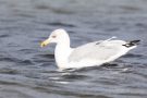 Silbermöwe (Larus argentatus) am Bottsand