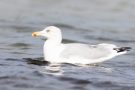 Silbermöwe (Larus argentatus) am Bottsand