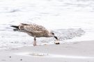 Junge Manelmöwe (Larus marinus) mit Strandkrabbe