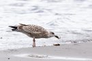 Junge Manelmöwe (Larus marinus) mit Strandkrabbe