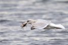 Silbermöwe (Larus argentatus) mit Strandkrabbe