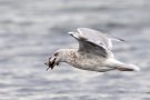 Silbermöwe (Larus argentatus) mit Strandkrabbe