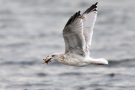 Silbermöwe (Larus argentatus) mit Strandkrabbe