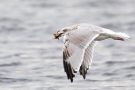 Silbermöwe (Larus argentatus) mit Strandkrabbe