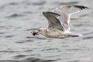 Silbermöwe (Larus argentatus) mit Strandkrabbe