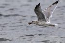 Silbermöwe (Larus argentatus) mit Strandkrabbe