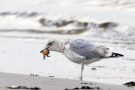 Silbermöwe (Larus argentatus) mit Strandkrabbe