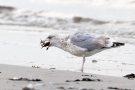 Silbermöwe (Larus argentatus) mit Strandkrabbe