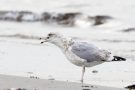 Silbermöwe (Larus argentatus) mit Strandkrabbe