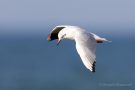 Lachmöwe (Chroicocephalus ridibundus, Syn.: Larus ridibundus) am Bottsand