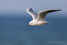 Lachmöwe (Chroicocephalus ridibundus, Syn.: Larus ridibundus) am Bottsand