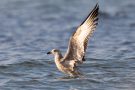 Junge Mantelmöwe (Larus marinus) am Bottsand