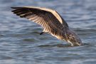 Junge Mantelmöwe (Larus marinus) am Bottsand