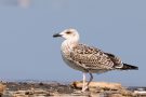 Mittelmeermöwe (Larus michahellis) am rechten Rheindamm