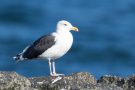 Mantelmöwe (Larus marinus) an der T-Bune