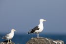 Mantelmöwe (Larus marinus) an der T-Bune