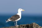 Mantelmöwe (Larus marinus) an der T-Bune