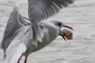 Lachmöwe (Chroicocephalus ridibundus) mit Brotbrocken